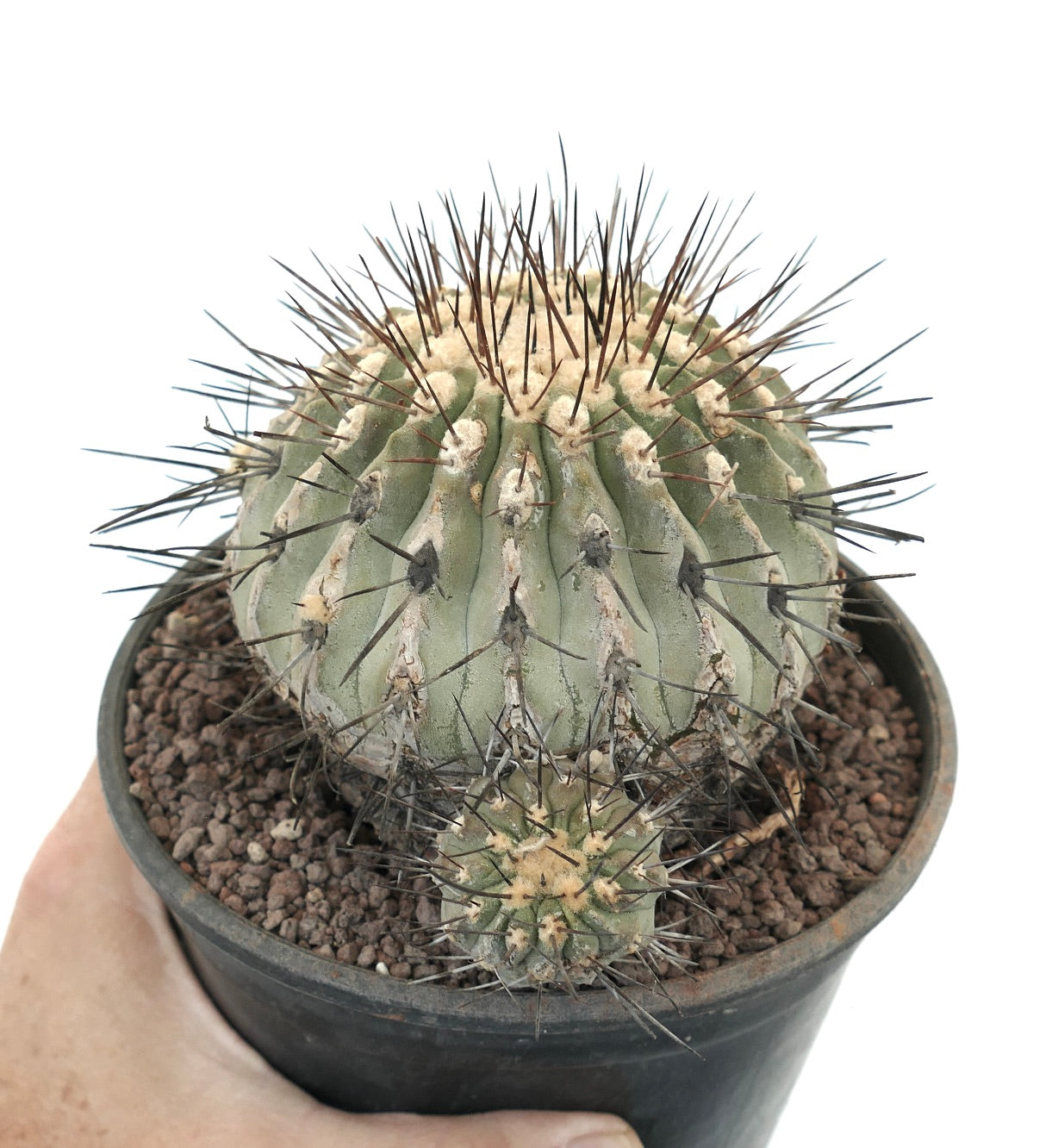 Copiapoa cinerea var. dealbata succulent cactus with dense long spines and rounded ribbed body in pot