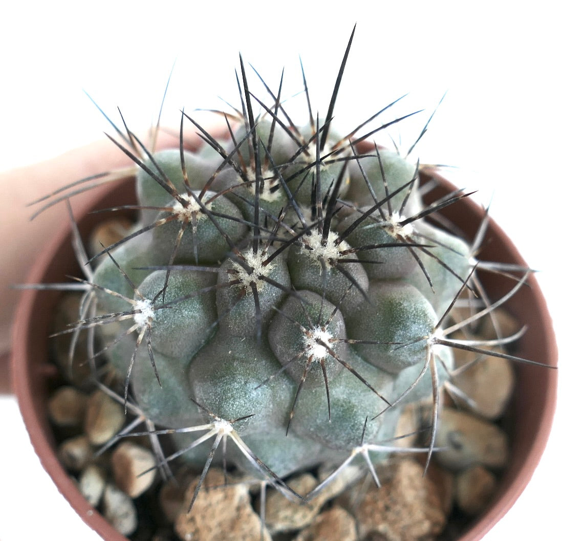 Bovenaanzicht van Copiapoa cinerea var. dealbata, met de ribbelige grijs-groene oppervlakte en clusters van lange zwarte radiale stekels die uitstralen vanuit wollige witte centra.