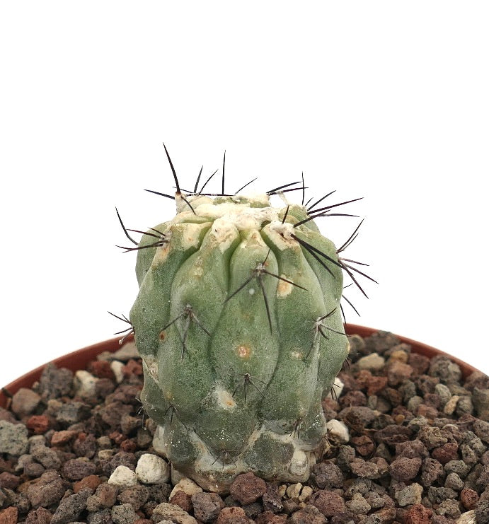 Copiapoa cinerea var. dealbata pequeño cactus verde con areolas lanosas blancas y espinas negras afiladas