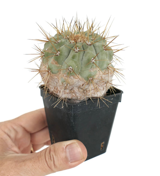 Copiapoa cinerea var. gigantea rare succulent cactus with thick spines and textured green body in black pot
