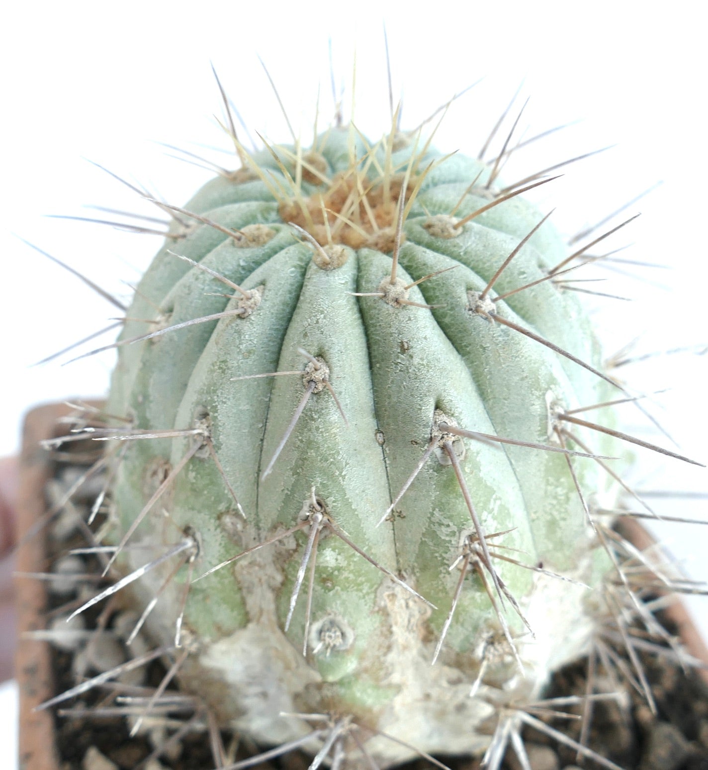Copiapoa cinerea var. gigantea rare succulent cactus with thick spines and bluish-green ribs