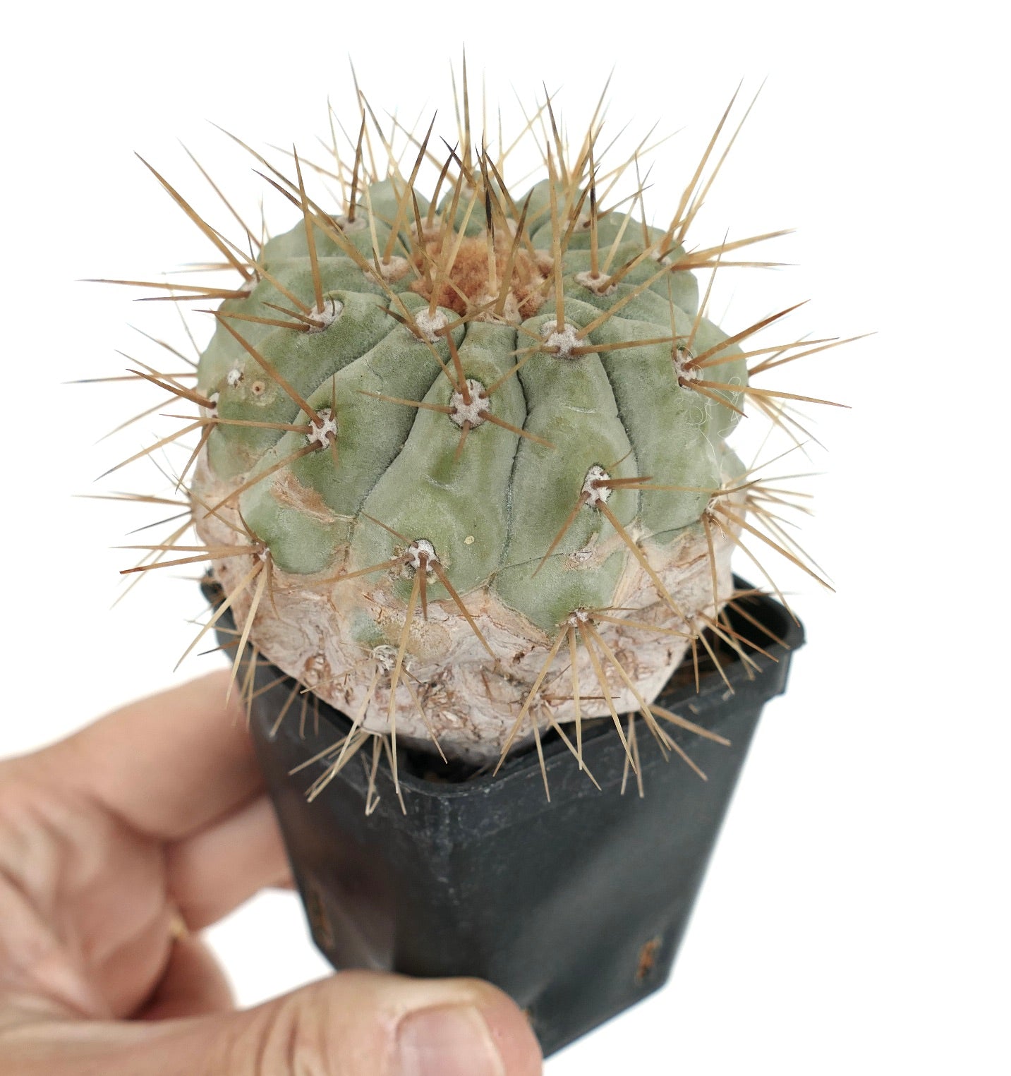 Copiapoa cinerea var. gigantea rare succulent cactus with thick spines and rounded green body