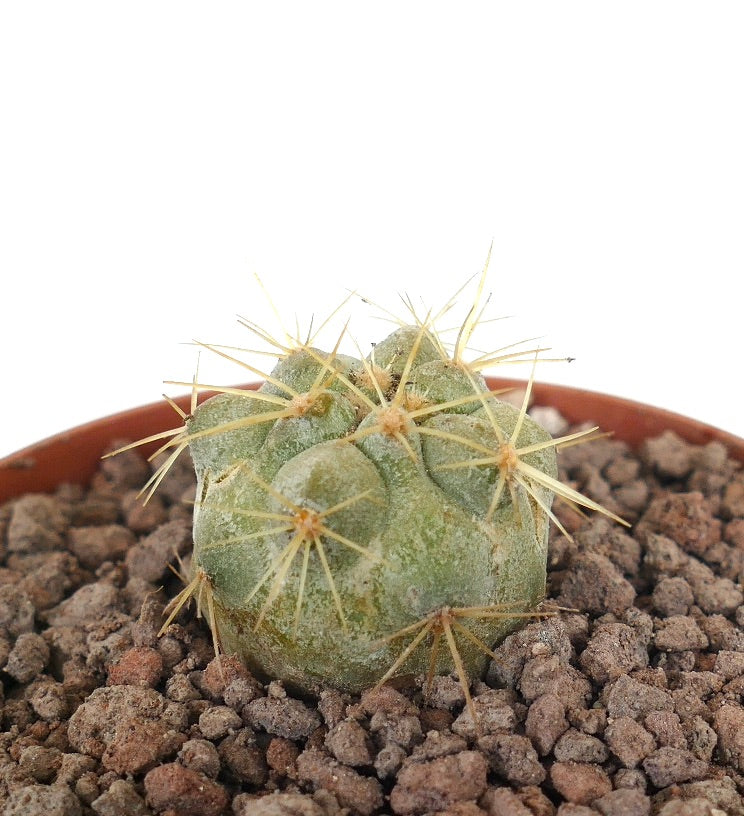 Copiapoa cinerea var. gigantea rare succulent cactus with thick golden spines and rounded body