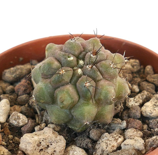 Copiapoa cinerea var. nudum X humilis small succulent cactus with spines and textured green surface