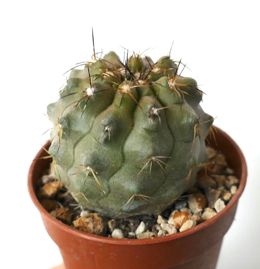 Copiapoa cinerea var. nudum X serpentisulcata succulent cactus with rounded ribs and sharp spines in pot