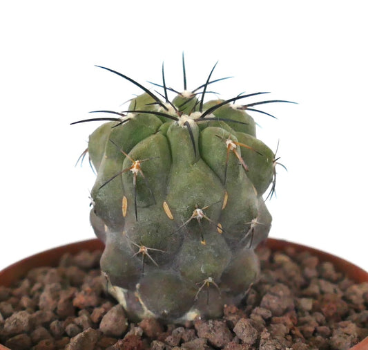 Kleiner grüner Kaktus Copiapoa cinerea var dealbata x cinerea mit markanten schwarzen Dornen und strukturierter Oberfläche
