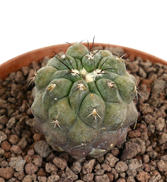 Copiapoa cinerea x Hypogaea cactus raro con espinas negras cortas y cuerpo gris-verde en maceta