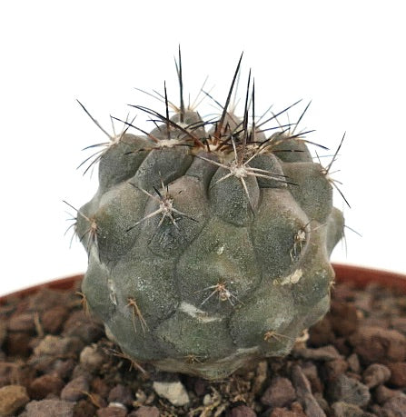 Copiapoa cinerea x atacamensis rare succulent cactus with grayish body and long dark spines