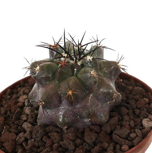 โคปิอาโพอา ซิเนเรอา x โคปิอาโพอา อาคาแตเมนซิส แคคตัสอวบน้ำหายาก มีหนามสีเข้มและลำตัวมีพื้นผิวสัมผัส