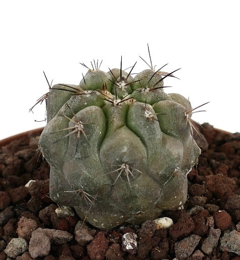 Copiapoa cinerea x Copiapoa desertorum suculenta rara con gruesas espinas y cuerpo verde texturizado