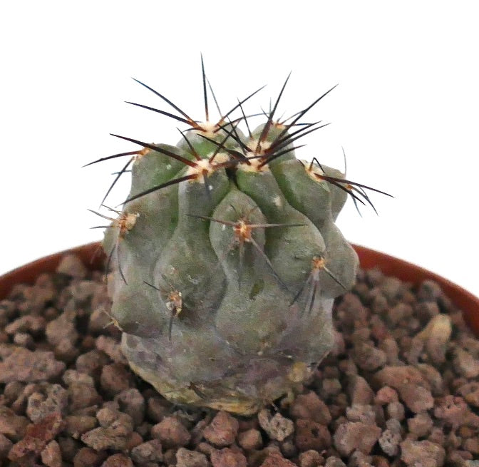Kleine sukkulente Kaktus Copiapoa cinerea x dealbata mit dicken Rippen und scharfen, dunklen Stacheln im Topf