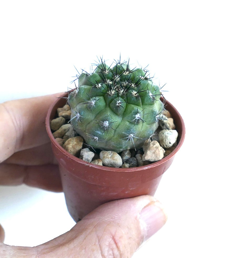 Copiapoa cinerea x dura in a hand-held pot, displaying its globular green surface with distinct ribs, woolly areoles, and short black spines.