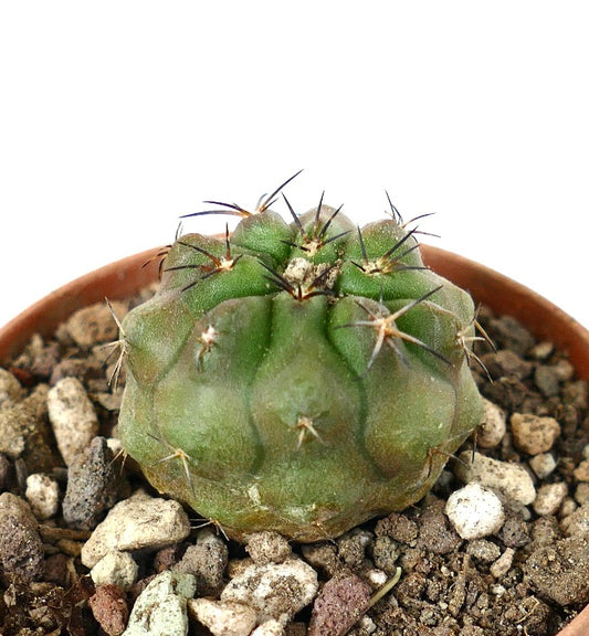 Copiapoa cinerea x fiedleriana small green cactus with prominent dark spines and ribbed body in pot