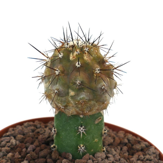 Copiapoa cinerea x goldii rare grafted cactus with spiny yellowish top and green base