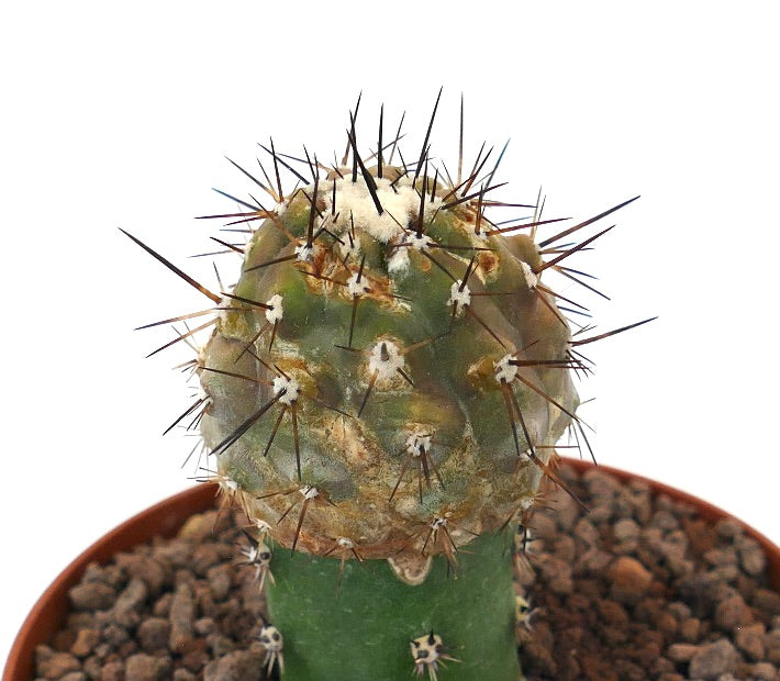 Copiapoa cinerea x goldii raro cactus innestato con fitte spine scure e fusto verde strutturato