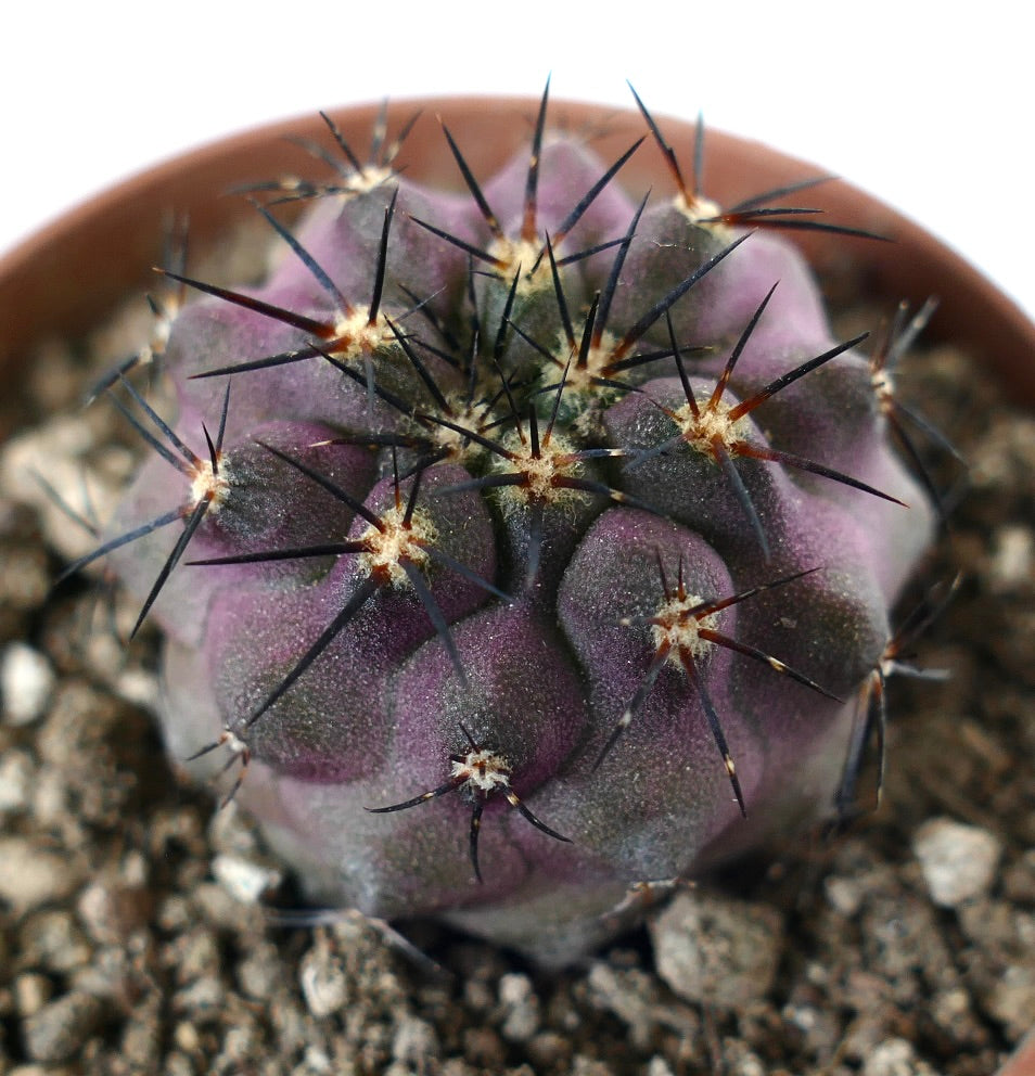 コピアポア・シネレア ハイブリッド | Botanical Archive