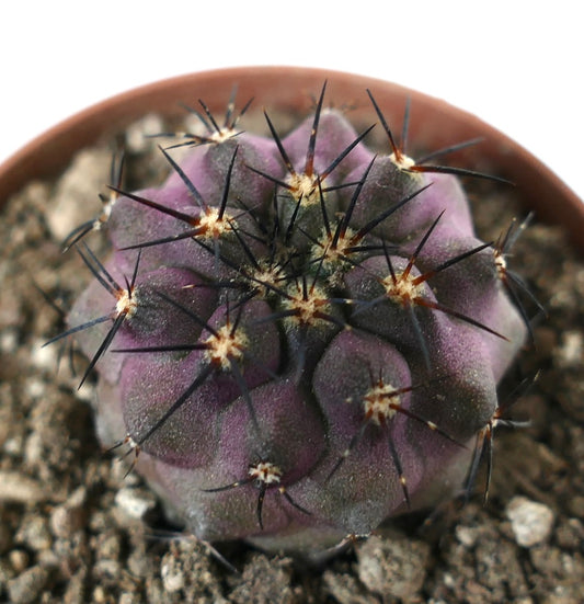 Copiapoa cinerea x griseoviolace seltener purpurfarbener Sukkulenten-Kaktus mit markanten schwarzen Stacheln im Boden