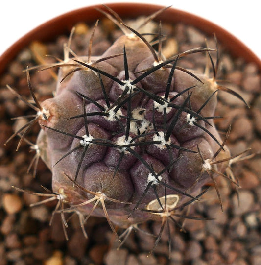 Copiapoa cinerea x griseoviolacea rare purple succulent cactus with prominent black spines