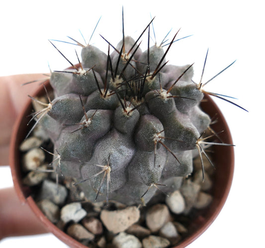 Copiapoa cinerea x griseoviolacea seltene Sukkulenten-Kakteen mit grauem Körper und langen dunklen Dornen