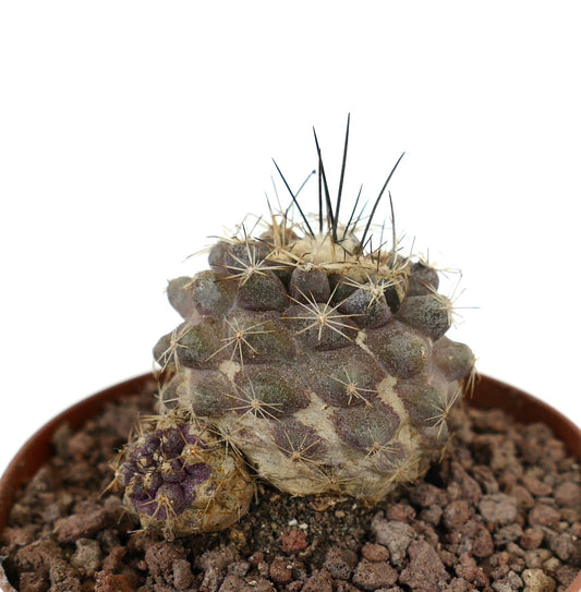Copiapoa cinerea x humilis pequeño cactus raro con espinas oscuras y cuerpo gris-verde texturizado