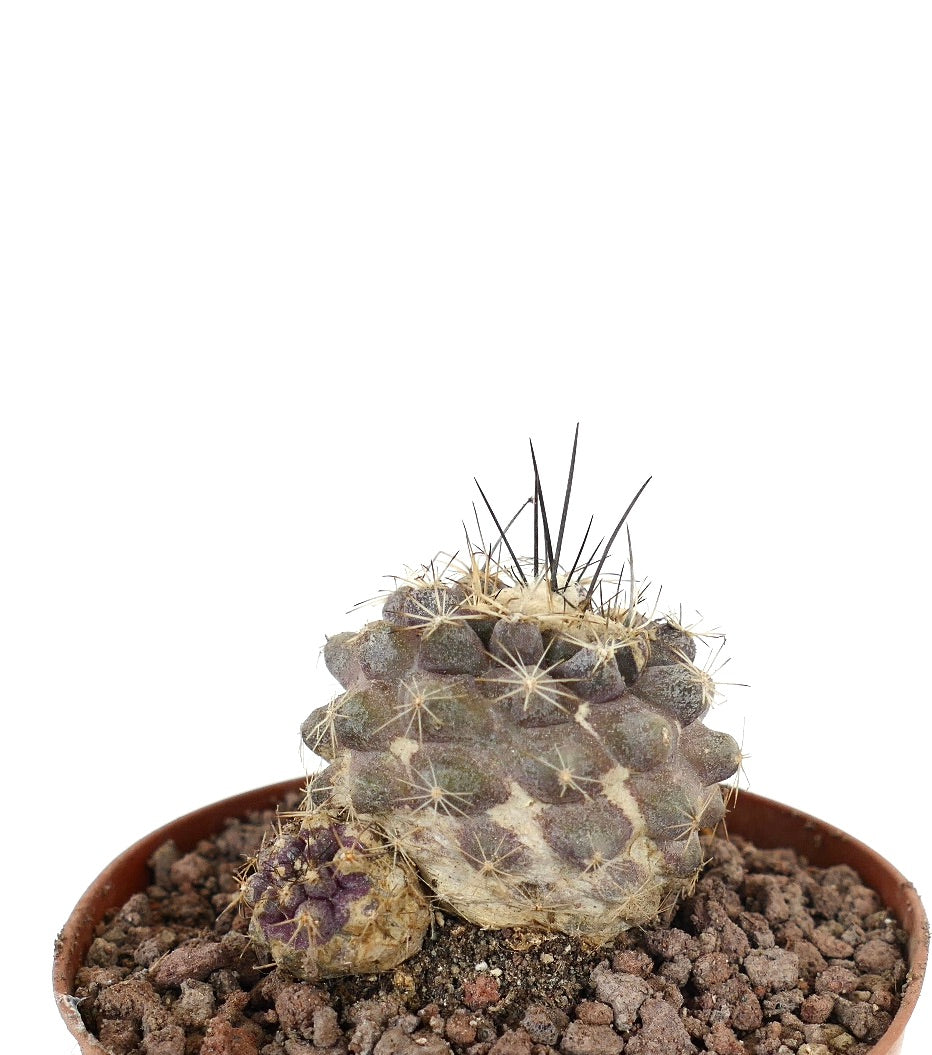 Copiapoa cinerea x humilis raro cactus con cuerpo texturizado grisáceo y largas espinas negras