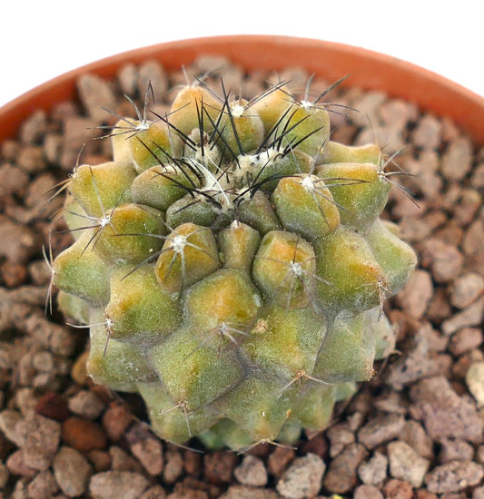 Kleiner sukkulenter Kaktus Copiapoa cinerea x humilis mit gelb-grünen Warzen und schwarzen Dornen