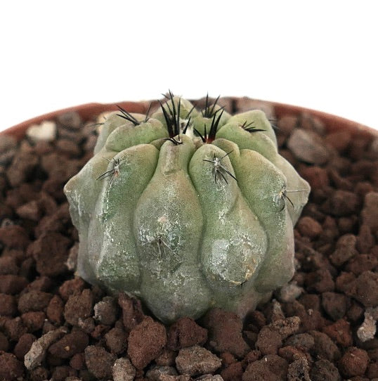 โคปิอาโพอา ซิเนเรอา x ไฮโฟแกอา ต้นกระบองเพชรใบเล็กเนื้อหนา มีก้านหนาและหนามสีเข้มในดินหิน