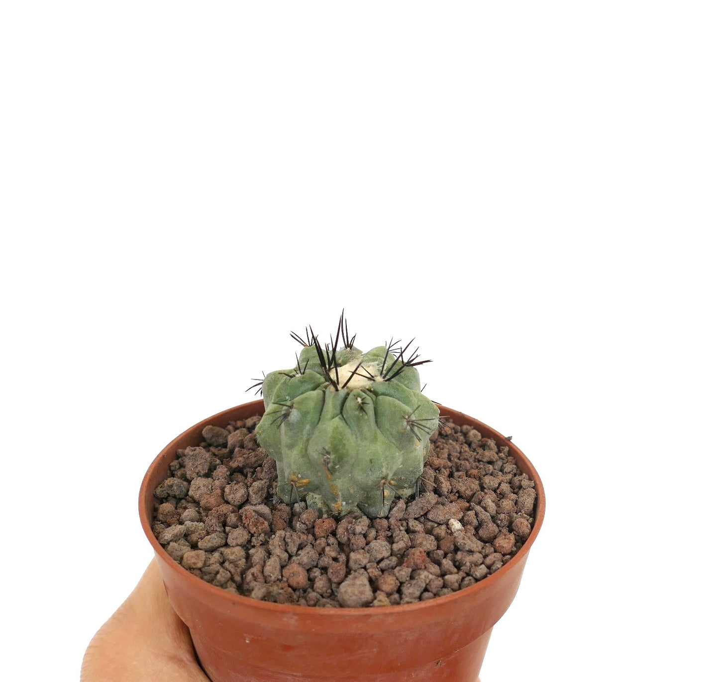 Copiapoa cinerea x hypogaea pequeño cactus verde con espinas gruesas en maceta de terracota