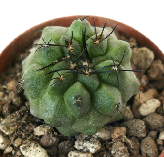 Copiapoa cinerea x hypogaea succulent cactus with thick green tubercles and long dark spines