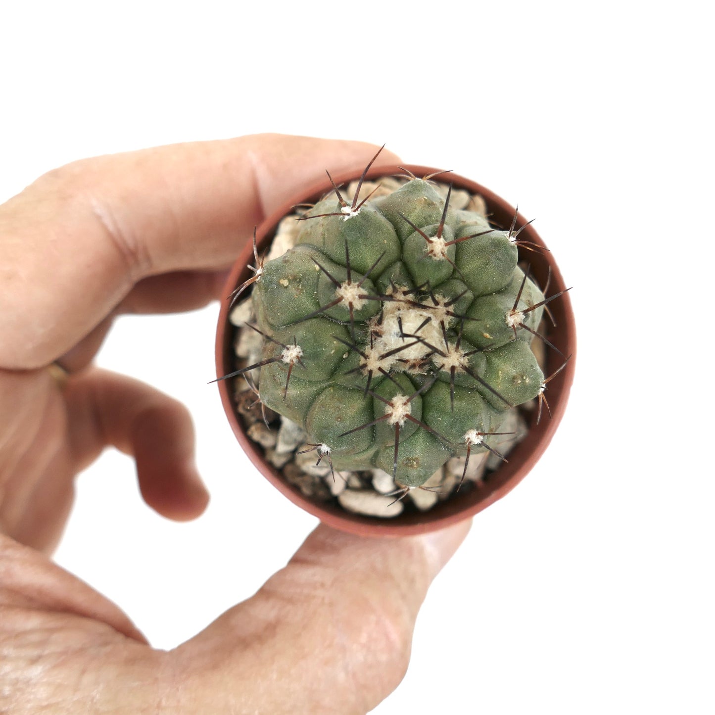 Copiapoa cinerea x hypogaea x cinerea kleiner runder Kaktus mit dunklen Stacheln und grünen Warzen