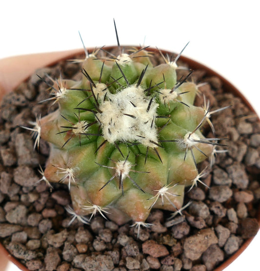 Copiapoa cinerea x seprentisulcata seltener Hybridenkaktus mit grün geripptem Körper und scharfen schwarzen Dornen