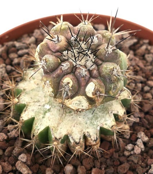 Copiapoa cinerea x serpentisulcata rare grafted cactus with textured green and purple tubercles and sharp spines