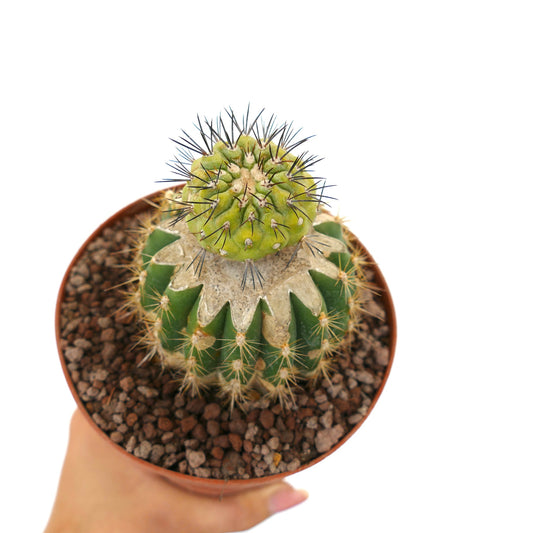 Copiapoa cinerea x serpentisulcata grafted succulent cactus with spiny green and gray stems