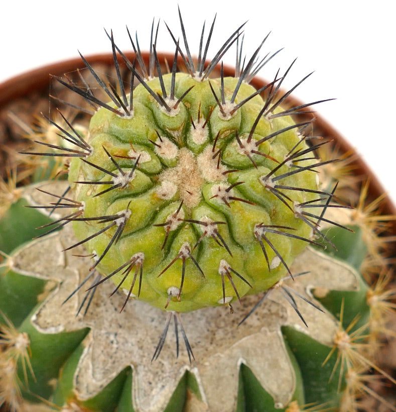 Copiapoa cinerea x serpentisulcata raro cactus innestato con spine spesse e cima verde strutturata