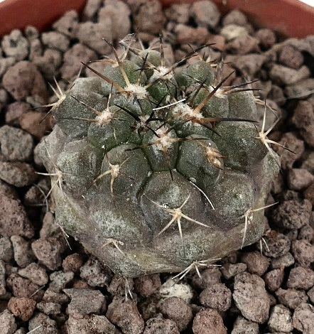 Copiapoa cinerea x serpentisulcata seltener Sukkulenten-Kaktus mit grauem Körper und goldenen Stacheln
