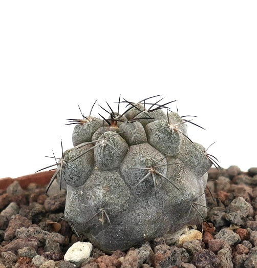 โคปิอาโพอา ซิเนเรอา กระบองเพชรสกุลซักคิวเลนท์สีเทาหายาก มีหนามสีเข้มเด่นและพื้นผิวมีลักษณะเป็นลาย