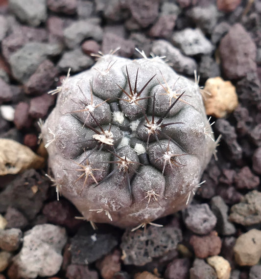 Copiapoa columna-alba small round gray succulent cactus with dark spines and textured surface