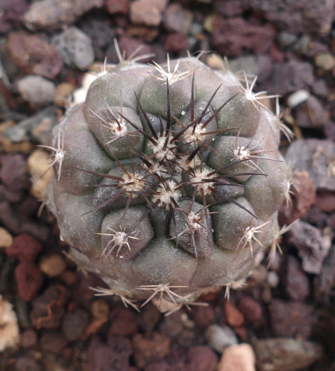 Copiapoa columna-alba succulent cactus with dark spines and rounded ribbed body