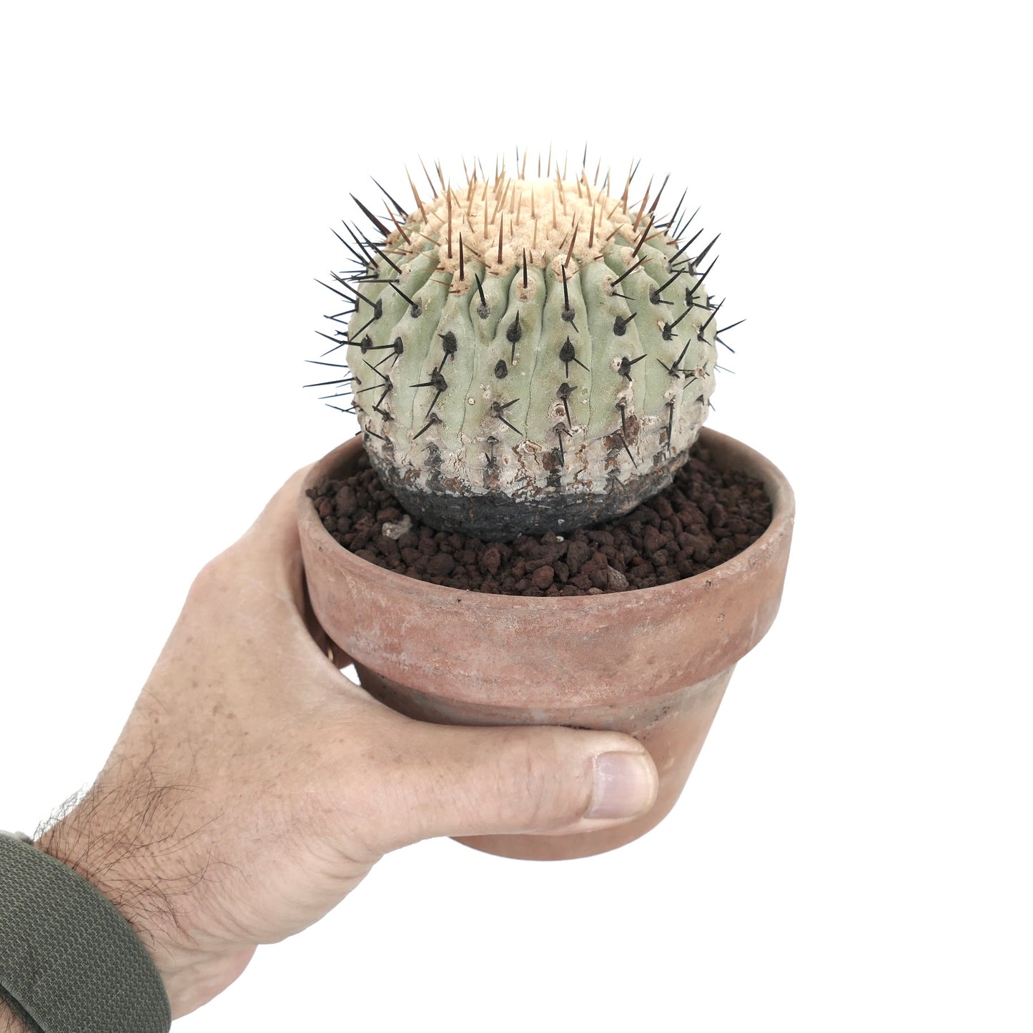 Copiapoa columna-alba small round succulent cactus with dense dark spines in terracotta pot