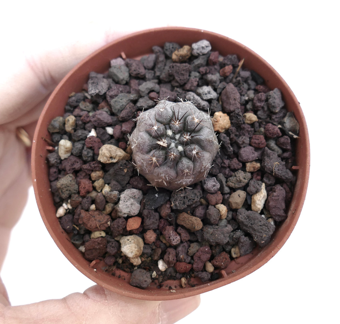 Copiapoa columna-alba small round cactus with dark spines in rocky soil pot