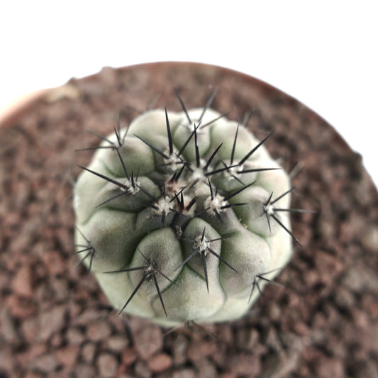 Copiapoa columna-alba succulent cactus with thick ribs and sharp black spines in pot