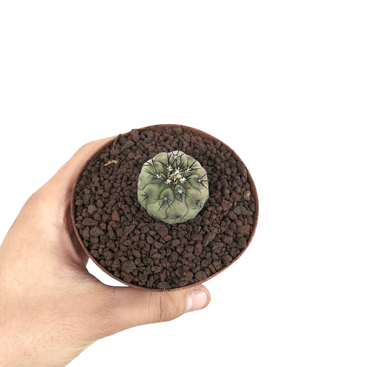 Kleine runde Copiapoa columna-alba Sukkulente mit schwarzen Stacheln in braunem Topf, gehalten von Hand