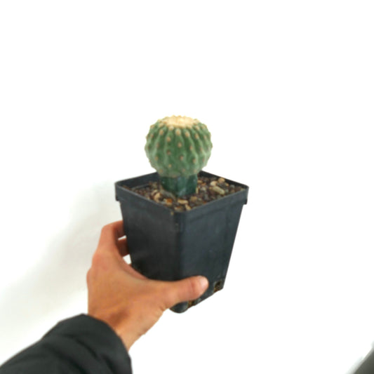 Copiapoa columna-alba small round cactus with green ribs and light spines in black pot