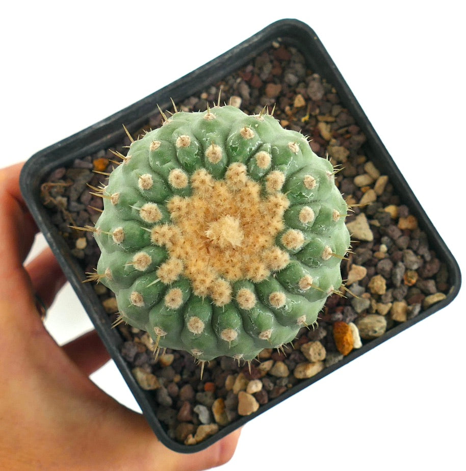Copiapoa columna-alba succulent cactus with rounded green body and dense cream-colored wool tuft