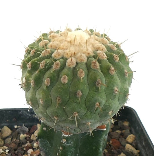 Copiapoa columna-alba succulent cactus with rounded green body and creamy woolly areoles