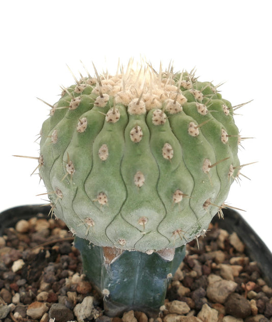Copiapoa columna-alba rare succulent cactus with rounded green stem and sharp spines
