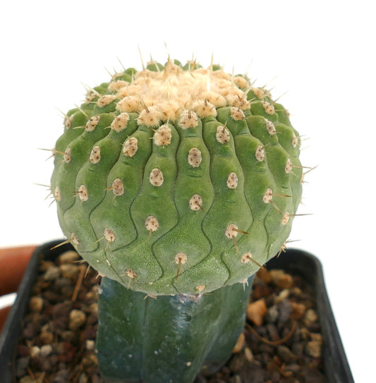 Copiapoa columna-alba rare succulent cactus with rounded green top and small spines in pot