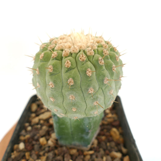 Copiapoa columna-alba rare succulent cactus with rounded green stem and short spines