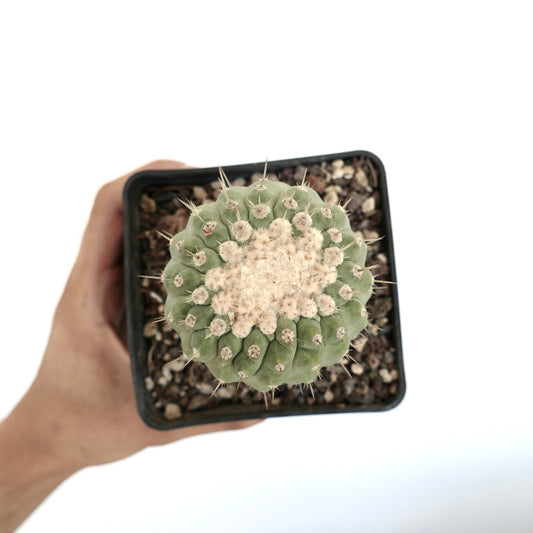 Copiapoa columna-alba small round succulent cactus with dense white wool and sharp spines in pot