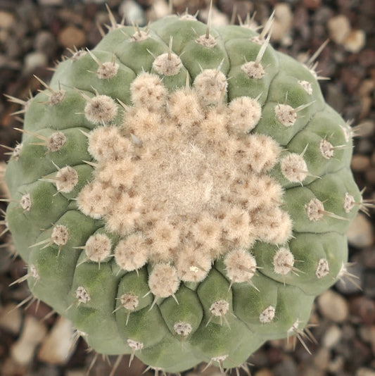 Copiapoa columna-alba round green cactus with dense white woolly areoles and sharp spines